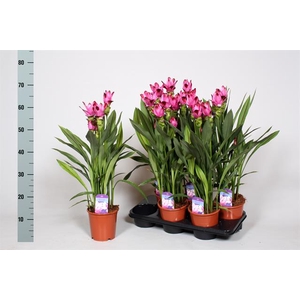 Curcuma alismatifolia Siam Splash 15Ø 65cm 4fl