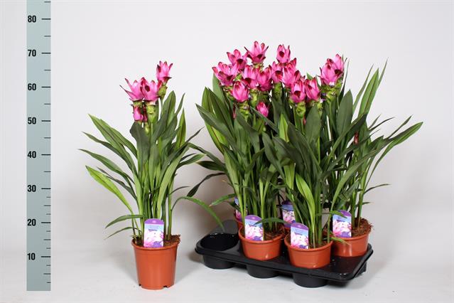 Curcuma alismatifolia Siam Splash 15Ø 65cm 4fl