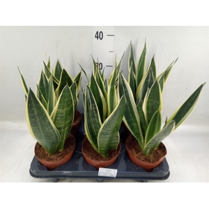 Sansevieria  'Star Canary'