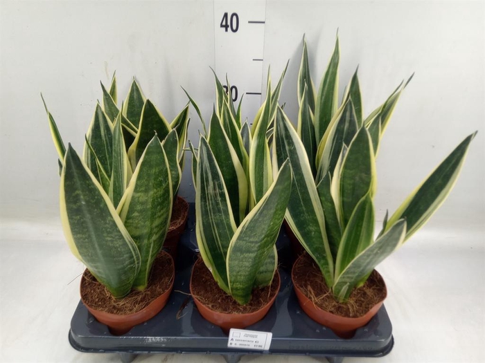 <h4>Sansevieria 'Star Canary'</h4>