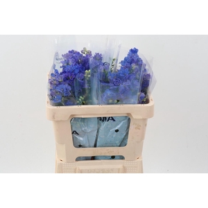 Delph En M Gran Blue