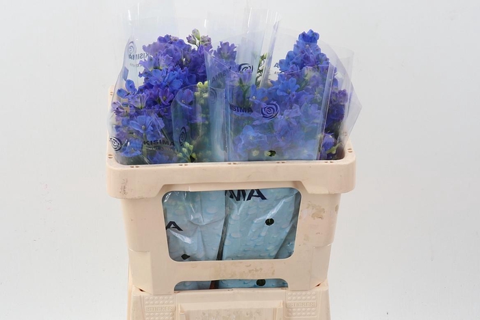 <h4>Delph En M Gran Blue</h4>