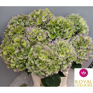 HYDR M CH VERE BL CL