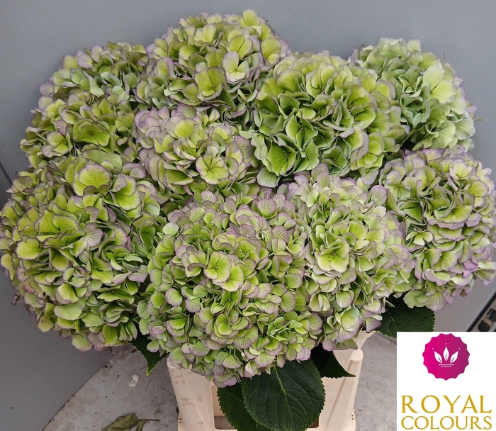 <h4>HYDR M CH VERE BL CL</h4>