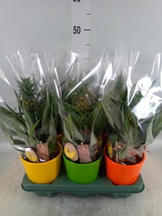 <h4>Ananas 'Mi Amigo'</h4>