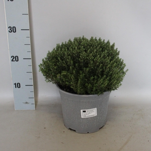 Kruiden I Thymus Vulgaris 18cm