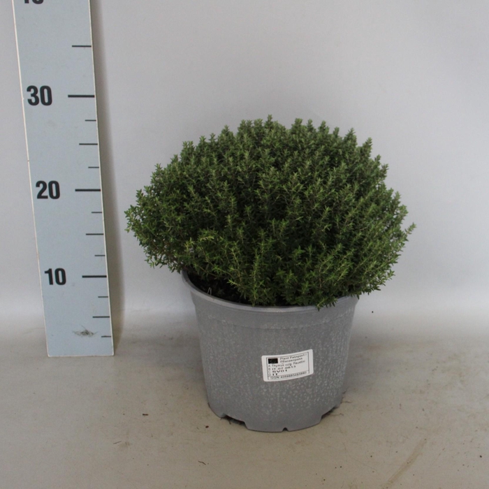 <h4>Kruiden I Thymus Vulgaris 18cm</h4>