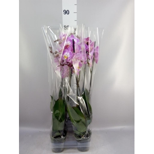 Phalaenopsis 'Ant Split'