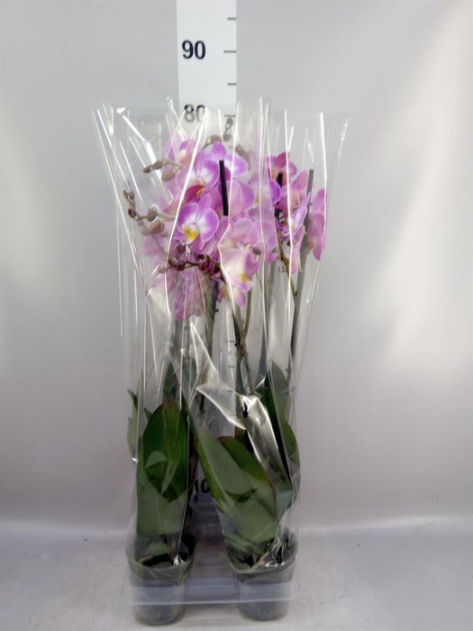 <h4>Phalaenopsis 'Ant Split'</h4>