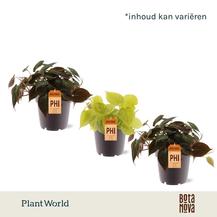 <h4>Philodendron scandens 'Micans' mix</h4>