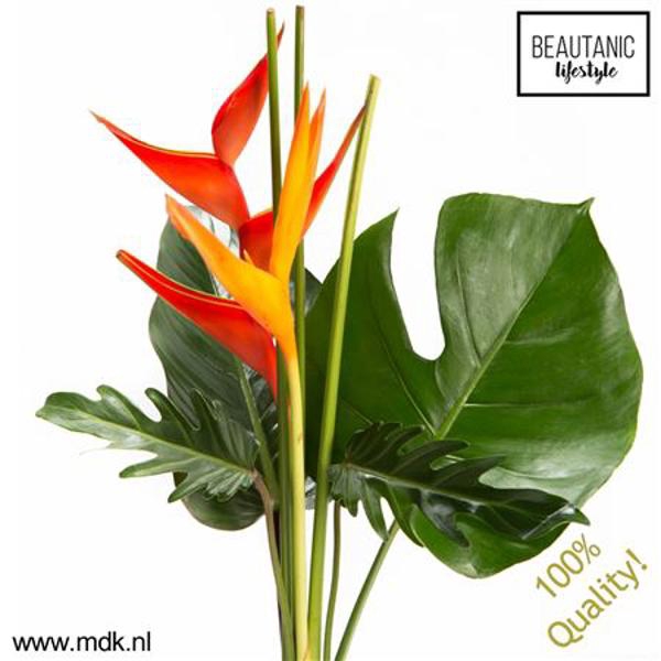 <h4>Heliconia Bouquet Amor X3 MDK</h4>