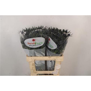 Eryngium Mag Blue Lagoon