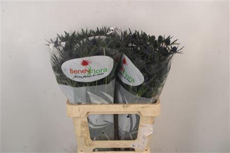 <h4>Eryngium Mag Blue Lagoon</h4>