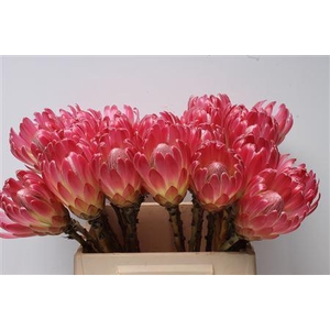 Protea Brenda No Leaves