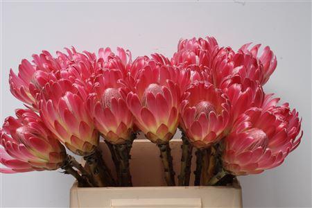<h4>Protea Brenda No Leaves</h4>