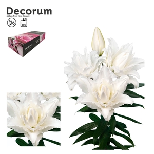 LI ROSELILY NADIA 4+ Medium Decorum Box