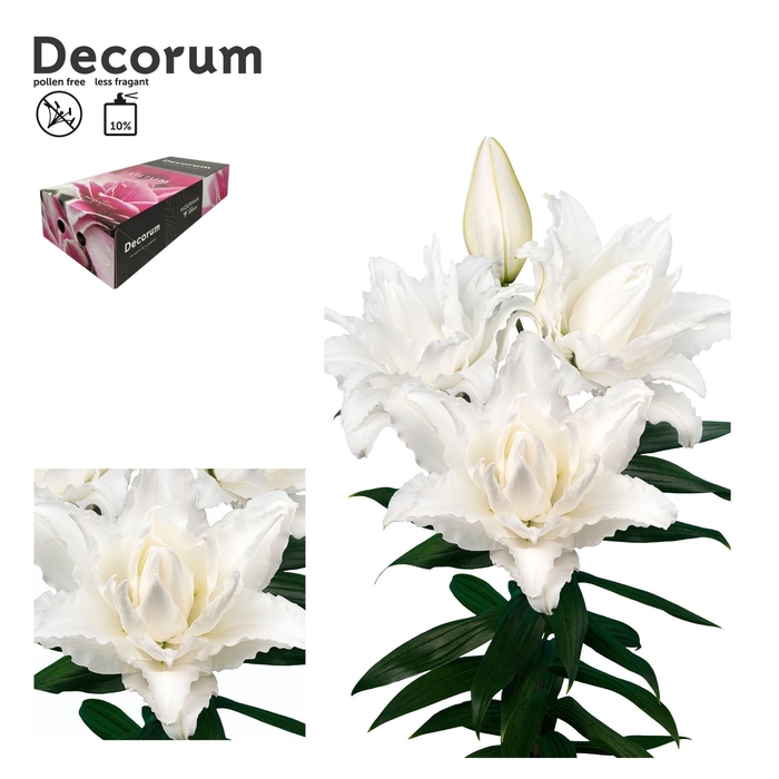 <h4>LI ROSELILY NADIA 4+ Medium Decorum Box</h4>