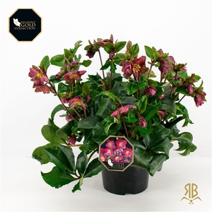 Helleborus HGC Ice 'N Rosès Early Red P23 XXL