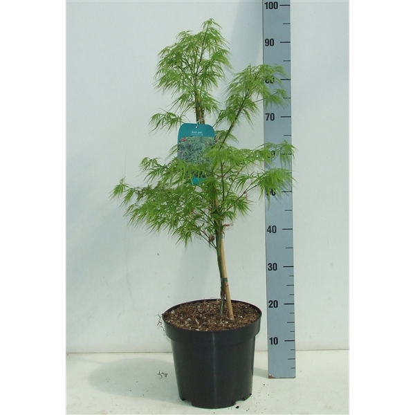 <h4>Acer palmatum 'Dissectum' P26 Full CC</h4>