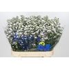 Aster White Gypsy