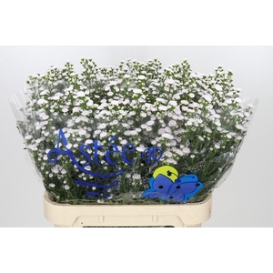 Aster White Gypsy