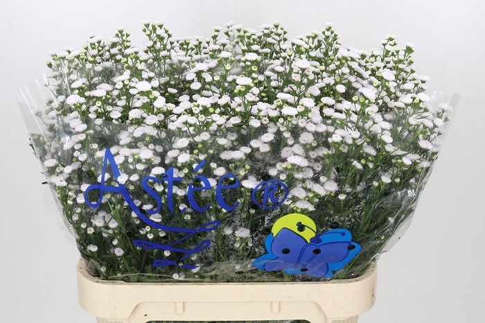 <h4>Aster White Gypsy</h4>