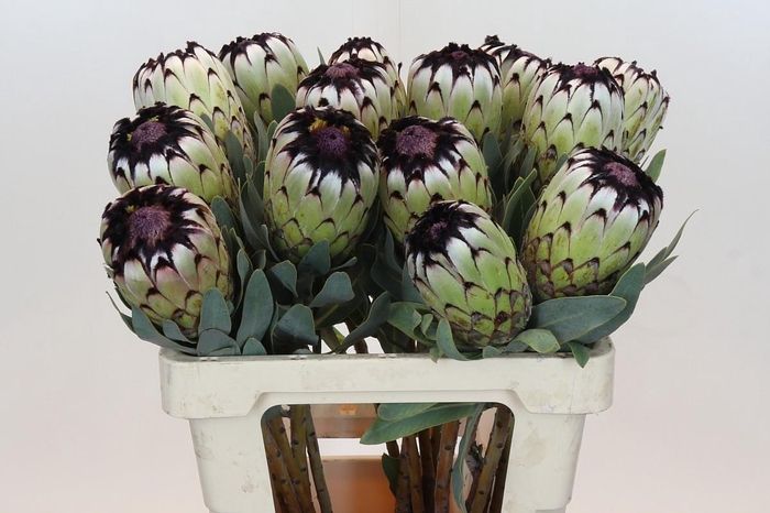 <h4>Protea Niobe</h4>