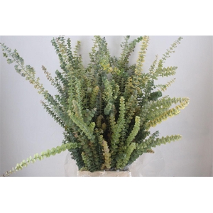 Euca Baby Blue Herfst 200gr Pbs