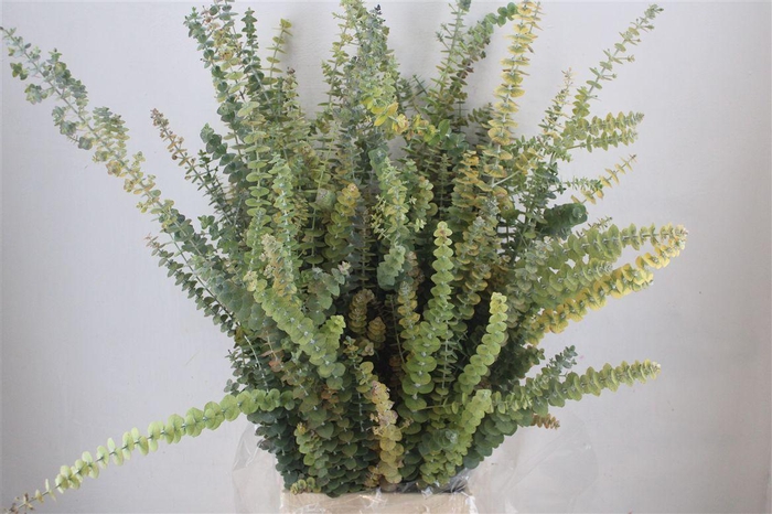 <h4>Euca Baby Blue Herfst 200gr Pbs</h4>