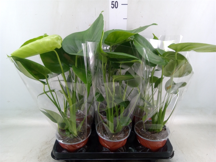 <h4>Monstera delic.</h4>