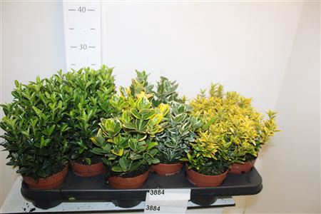 <h4>Euonymus Jap Gem</h4>