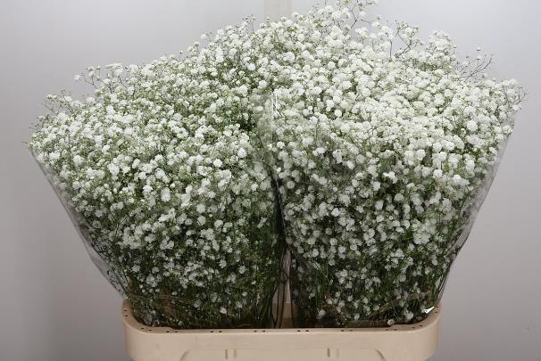 <h4>Gyps Pa Xlence</h4>