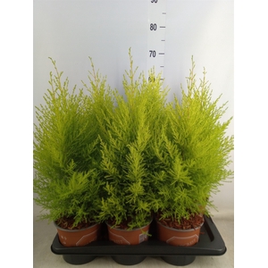 Cupressus macro. 'Goldcrest Wilma'