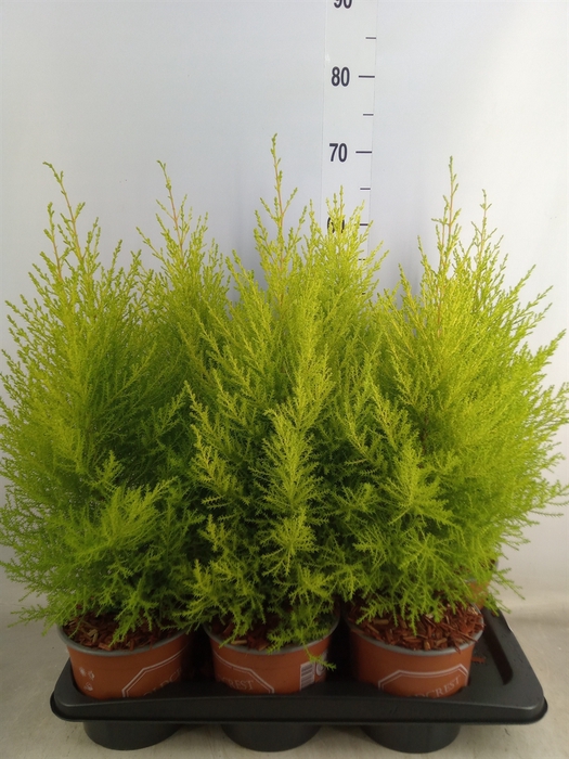 <h4>Cupressus macro. 'Goldcrest Wilma'</h4>