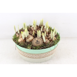 arr4 Narcis PL - Zink groen jute