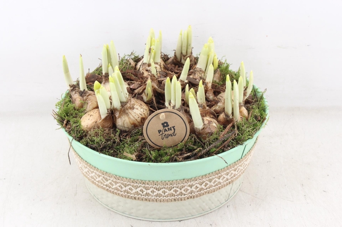 <h4>arr4 Narcis PL - Zink groen jute</h4>