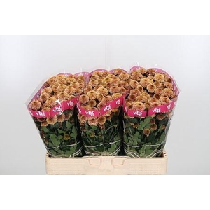 CHR S AAA DORIA SALM