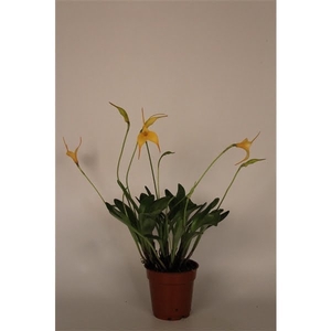 Masdevallia geel 9 cm