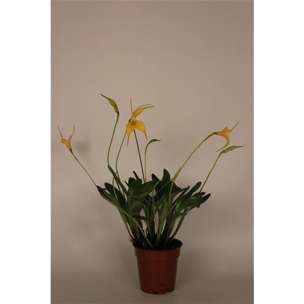 <h4>Masdevallia geel 9 cm</h4>