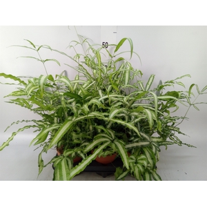 Pteris cretica 'Albolineata'