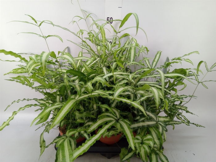 <h4>Pteris cretica 'Albolineata'</h4>