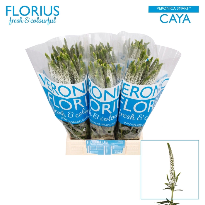 <h4>VERON SMART CAYA</h4>