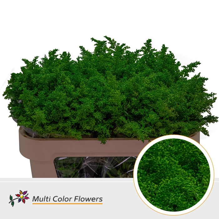 <h4>Solidago Groen Donker</h4>