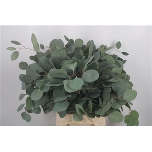Euc Populus Per Bunch