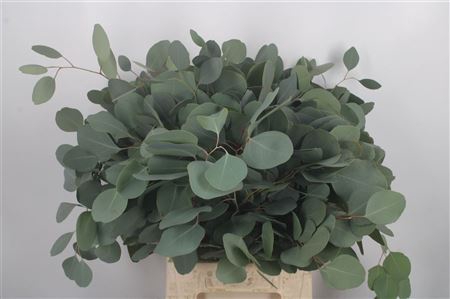 <h4>Euc Populus Per Bunch</h4>