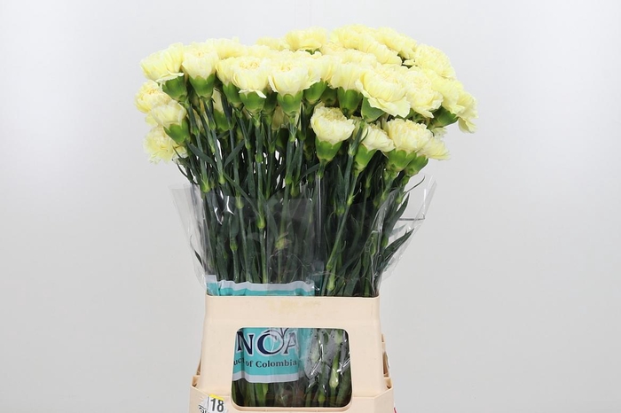 <h4>Di St Wedding</h4>