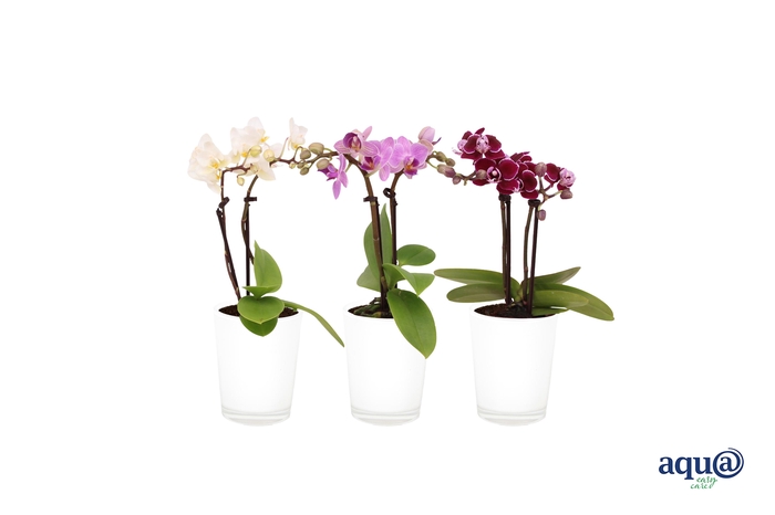 <h4>Glaspot White Tiny Dolls Mix 2T10+</h4>