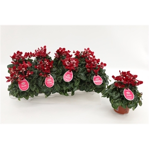 Cyclaam Djix Dark Red