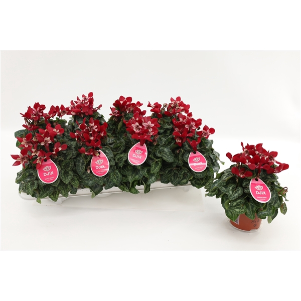<h4>Cyclaam Djix Dark Red</h4>