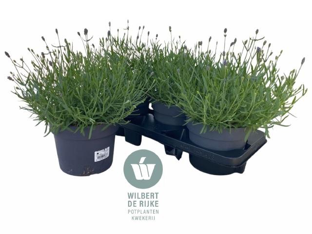 <h4>LAVAN AN HIDCOTE</h4>